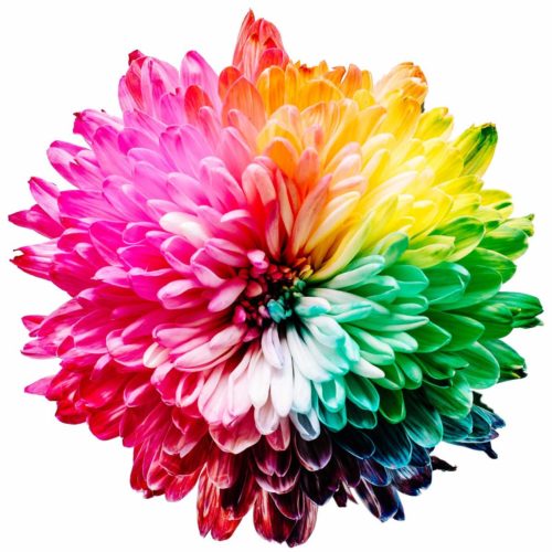 blume